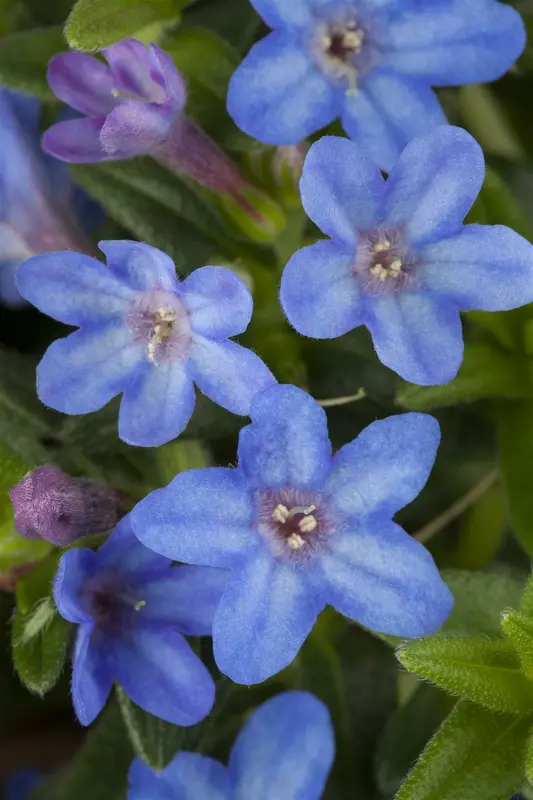 lithodora diff. 'heavenly blue' P11 - afbeelding 2