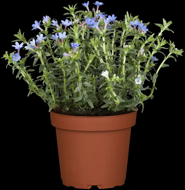 lithodora diff. 'heavenly blue' P11 - afbeelding 4