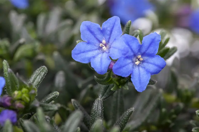 lithodora diff. 'heavenly blue' P11 - afbeelding 1