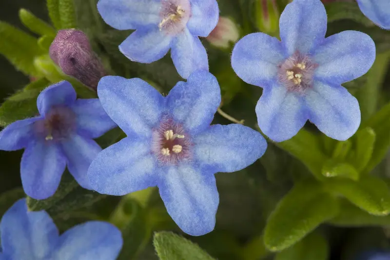 lithodora diff. 'heavenly blue' P11 - afbeelding 3