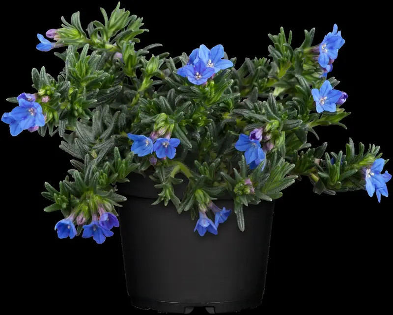 lithodora diff. 'heavenly blue' P11 - afbeelding 5