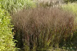 panicum virg. 'heiliger hain' P9 - afbeelding 3