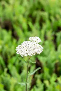 achillea mil. 'heinrich vogeler' P9 - afbeelding 2