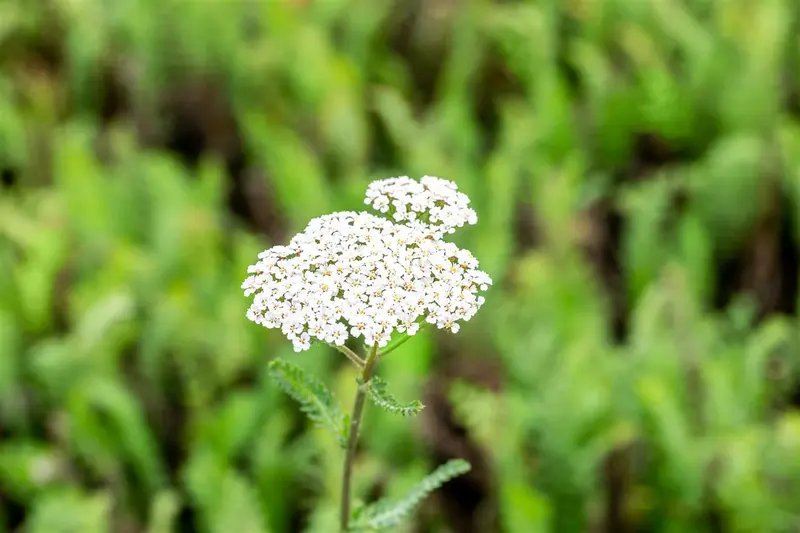 achillea mil. 'heinrich vogeler' P9 - afbeelding 1