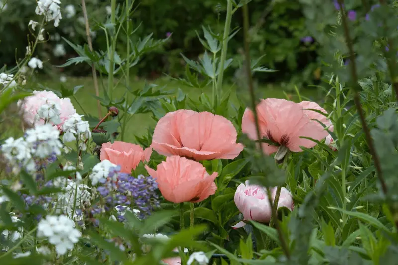 papaver or. 'helen elizabeth' P9