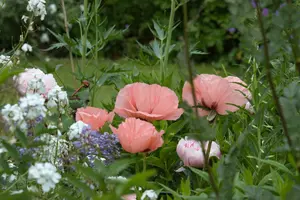 papaver or. 'helen elizabeth' P9