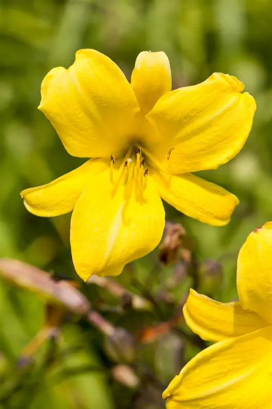 hemerocallis hybr. 'mini stella' P9 - afbeelding 1