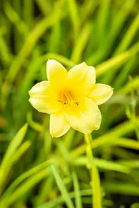 hemerocallis hybr. 'mini stella' P9 - afbeelding 2