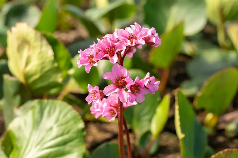 bergenia cord. 'herbstblüte' P9