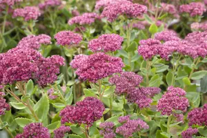 sedum 'herbstfreude' P11 - afbeelding 1