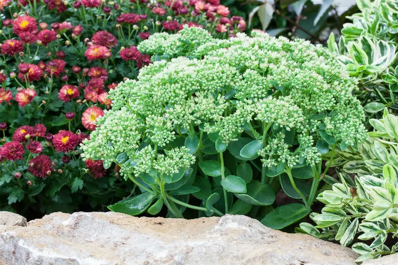 sedum 'herbstfreude' P11 - afbeelding 3