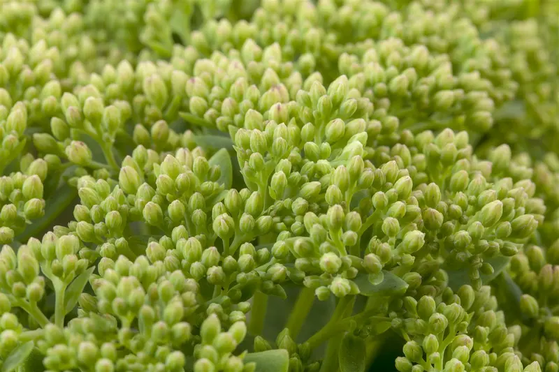 sedum 'herbstfreude' P11 - afbeelding 4