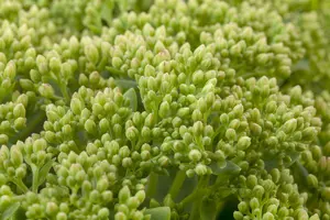 sedum hybr. 'herbstfreude' (syn. 'autumn joy') P9 - afbeelding 4