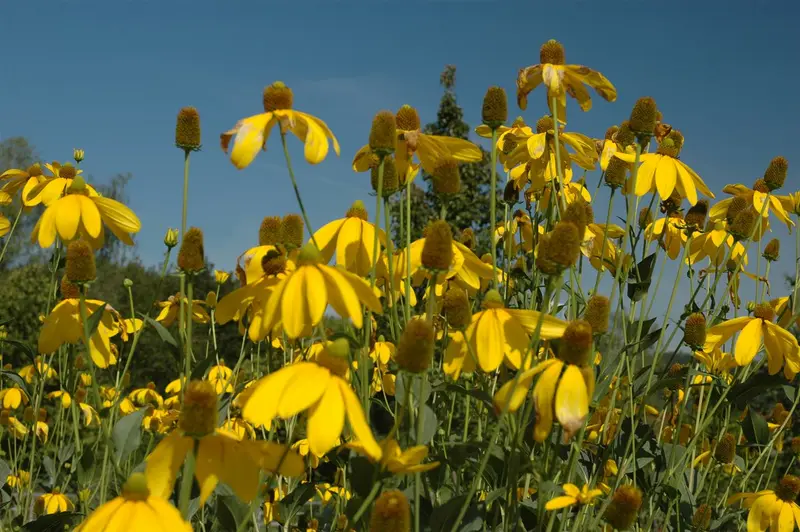 rudbeckia nitida 'herbstsonne' P11