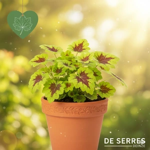 Heucherella hybr. 'Stoplight' P9