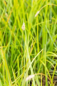 sesleria heufleriana P9 - afbeelding 2