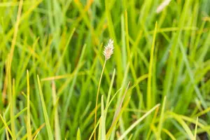 sesleria heufleriana P9 - afbeelding 1