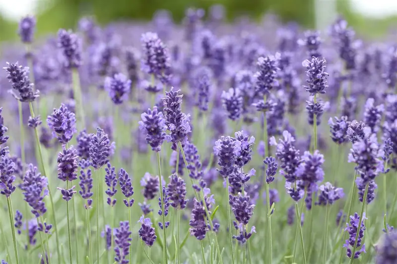 lavandula ang. 'hidcote' P11 - afbeelding 1