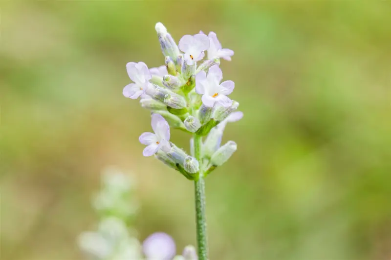 lavandula ang. 'hidcote white' P9 - afbeelding 3