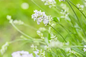 lavandula ang. 'hidcote white' P9 - afbeelding 1