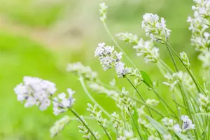 lavandula ang. 'hidcote white' P9 - afbeelding 2