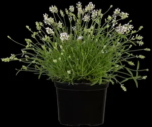 lavandula ang. 'hidcote white' P9 - afbeelding 4