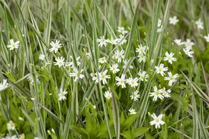 stellaria holostea P9 - afbeelding 1