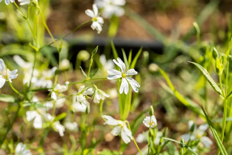 stellaria holostea P9 - afbeelding 2