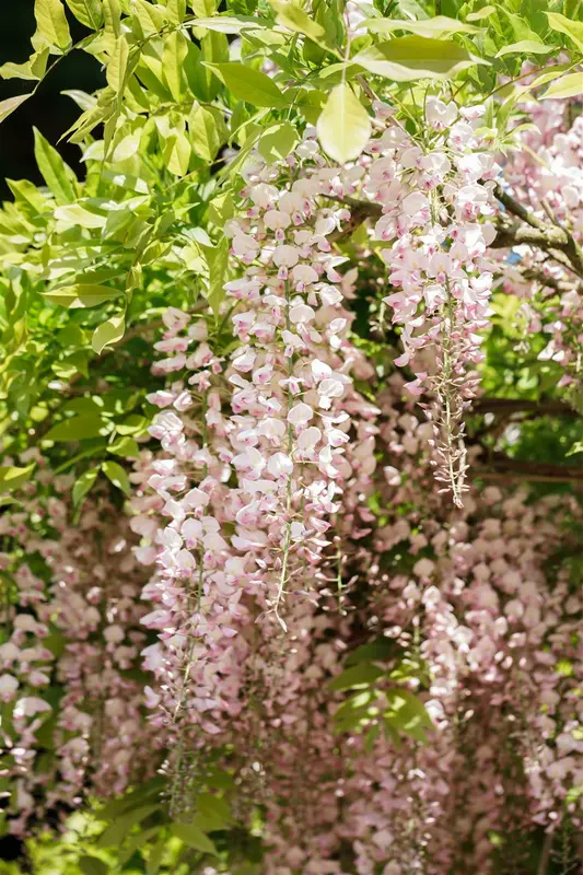 wisteria fl. 'honbeni' ( 'rosea/pink ice') (50- 60cm) - afbeelding 1