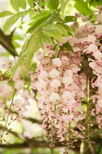 wisteria fl. 'honbeni' ( 'rosea/pink ice') (50- 60cm) - afbeelding 2