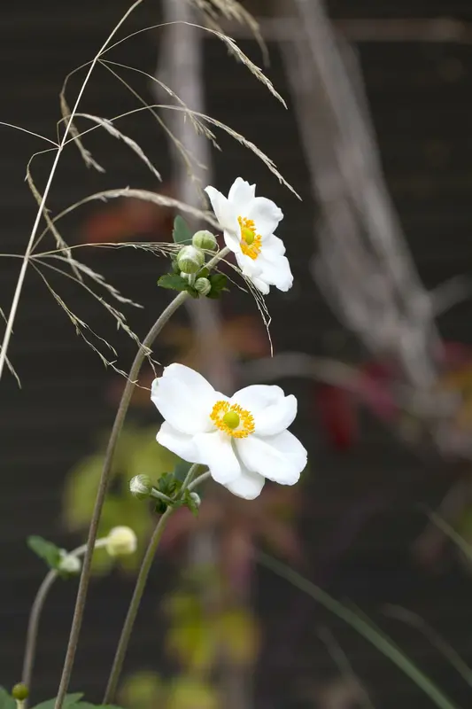 anemone hybr. 'honorine jobert' C2 - afbeelding 1