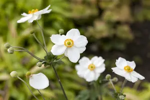 anemone hybr. 'honorine jobert' P9 - afbeelding 2