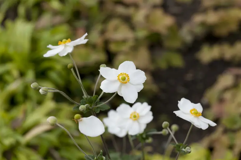 anemone hybr. 'honorine jobert' P9 - afbeelding 3