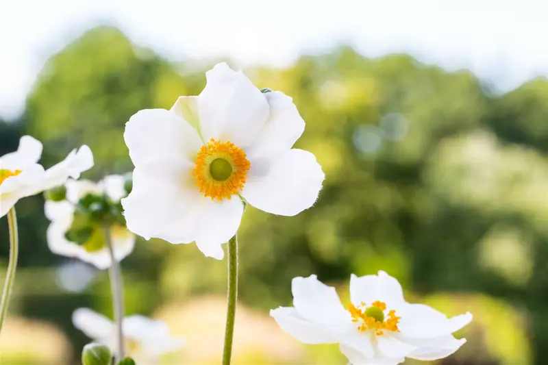 anemone hybr. 'honorine jobert' C2 - afbeelding 4