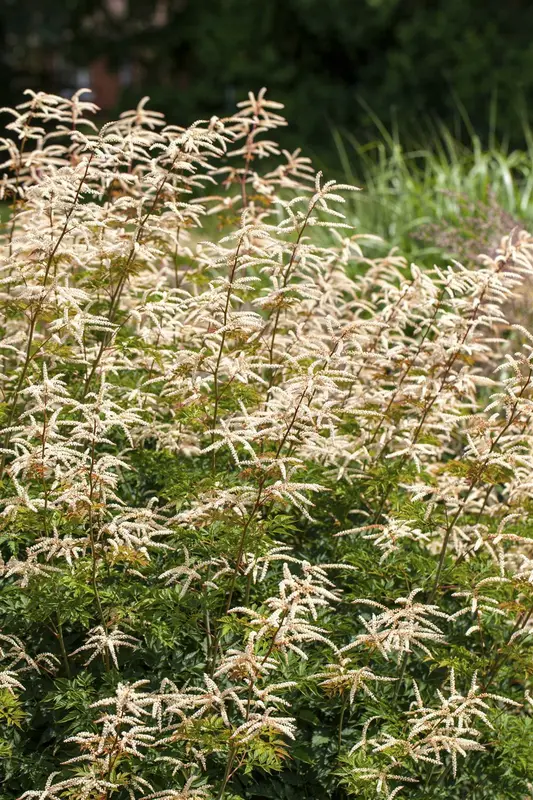 Aruncus aethusifolius 'Horatio' P9