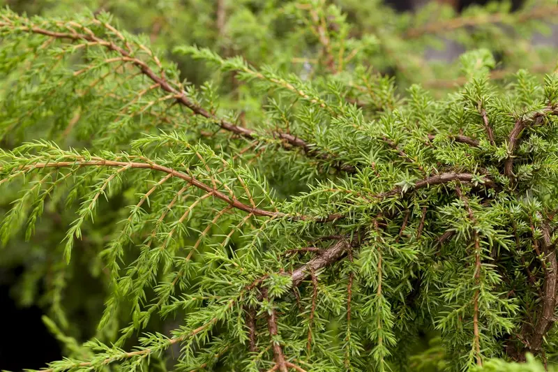 juniperus comm. 'hornibrookii' - afbeelding 1