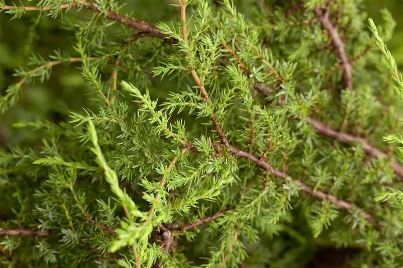 juniperus comm. 'hornibrookii' - afbeelding 2