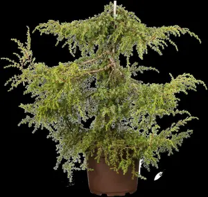 juniperus comm. 'hornibrookii' - afbeelding 3