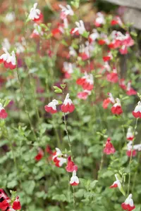 salvia micr. 'hot lips' P11 - afbeelding 2