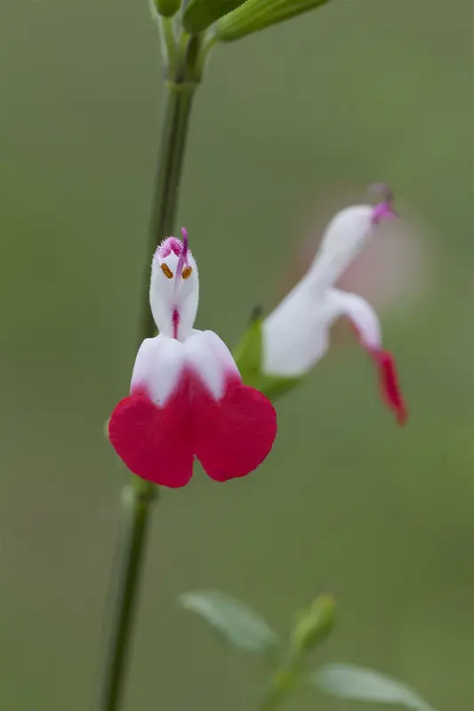 salvia micr. 'hot lips' P9 - afbeelding 4