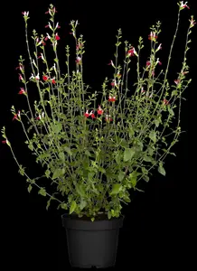 salvia micr. 'hot lips' P11 - afbeelding 3