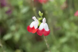 salvia micr. 'hot lips' P11 - afbeelding 1