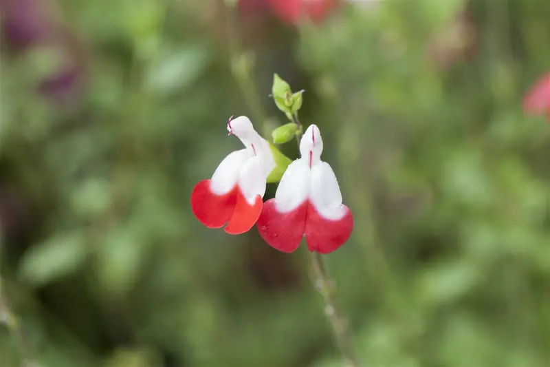 salvia micr. 'hot lips' P9 - afbeelding 1