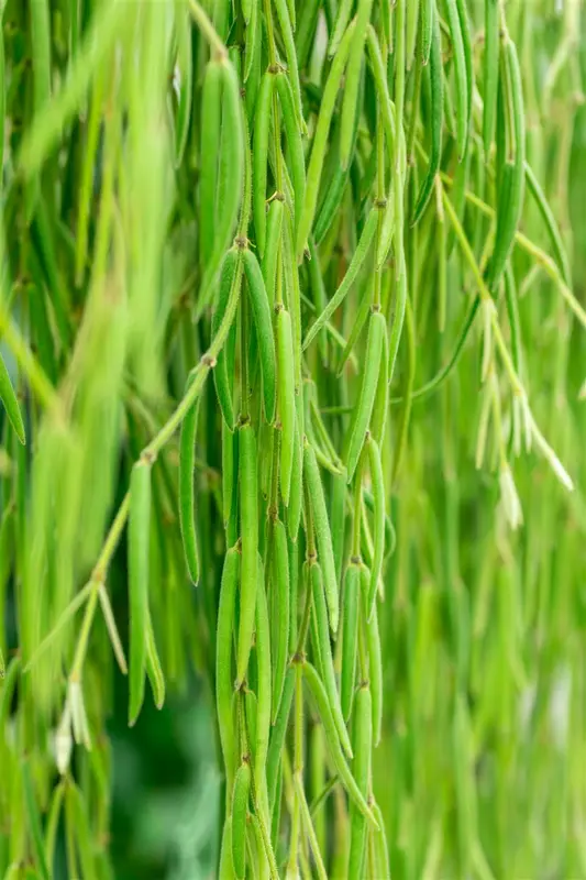 hoya linearis - afbeelding 3