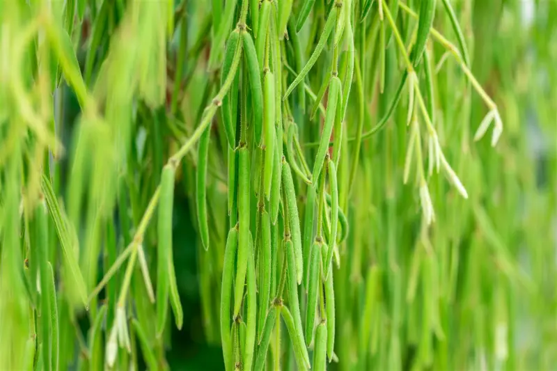 hoya linearis - afbeelding 2