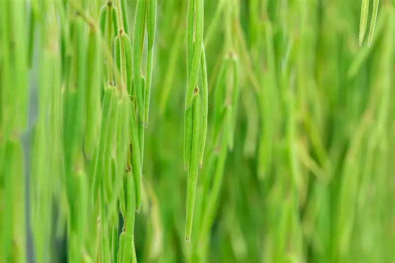 hoya linearis - afbeelding 4