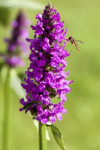 stachys mon. 'hummelo' P11 - afbeelding 3