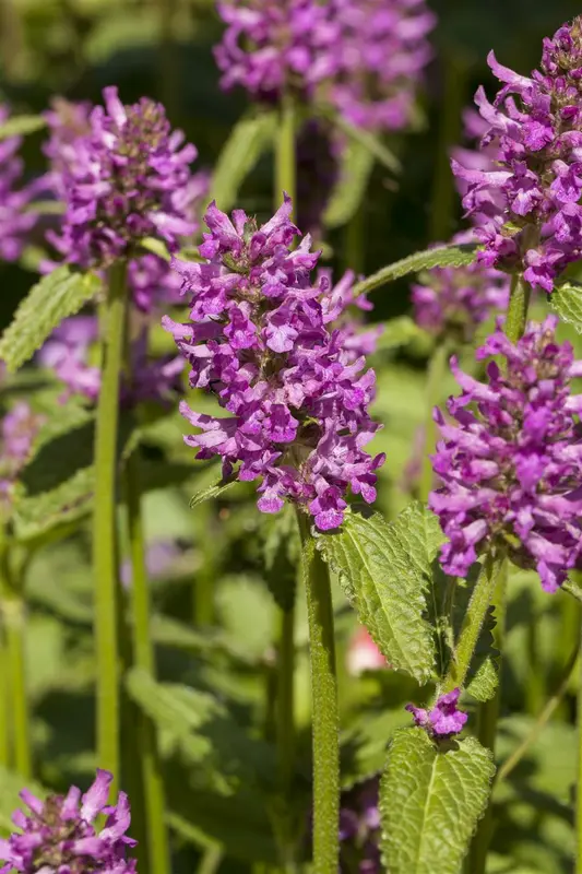 stachys mon. 'hummelo' P11 - afbeelding 5