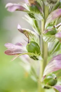 acanthus hungaricus P9 - afbeelding 3