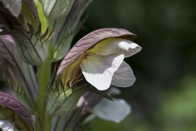 acanthus hungaricus P9 - afbeelding 4